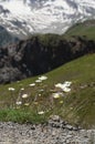 Blooming daisies grow in the rock. Wild mountain flowers on a background of snowy mountains Royalty Free Stock Photo