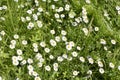 Blooming daisies meadow, cute little flower white daisy blossom natural Royalty Free Stock Photo