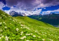 Blooming daisies on mountain meadow.