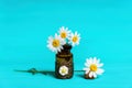 Chamomile flowers in a tiny vintage bottle on blue