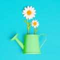 Blooming Daisies in a Toy Watering Can on Blue Royalty Free Stock Photo