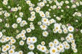 Blooming daisies Royalty Free Stock Photo