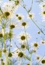 Blooming daisy against a blue sky. White yellow blooming meadow flower