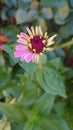 Blooming daisy bud, opening its petals in the sun light