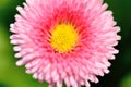 Blooming daisy (close-up). Royalty Free Stock Photo