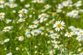 Blooming daisy flowers