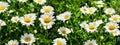 Blooming daisy flowers in a field