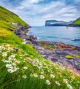 Blooming daisy flowers in Tjornuvik village. Picturesque morning scene of Streymoy island with Eidiskollur cliffs on background. I