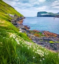 Blooming daisy flowers in Tjornuvik village. Spectacular morning scene of Streymoy island with Eidiskollur cliffs on background. W