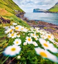 Blooming daisy flowers in Tjornuvik village. Stunning morning scene of Streymoy island with Eidiskollur cliffs on background. Impr Royalty Free Stock Photo