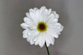 Blooming Daisy With Grey Background