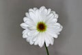 Blooming Daisy With Grey Background Royalty Free Stock Photo