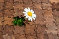 Blooming Daisy: Small Flower Grows in an Empty Puzzle Slot Royalty Free Stock Photo