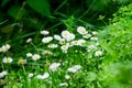 Blooming daisys flower in the garden Royalty Free Stock Photo