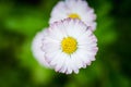 Blooming daisys flower in the garden. Royalty Free Stock Photo
