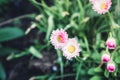Blooming daisys flower in the garden Royalty Free Stock Photo