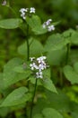 Blooming Dame`s Rocket Hesperis matronalis