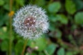 Blossoming dandelion on a background of green leaves