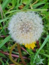 Blooming dandelion flower Royalty Free Stock Photo