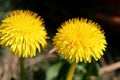 Blooming dandelion flower in grass. Spring meadow at sunrise. Royalty Free Stock Photo