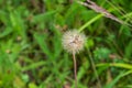 Blooming dandelion flower on a green meadow background Royalty Free Stock Photo