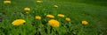 Blooming dandelion flower in the meadow. Banner for design Royalty Free Stock Photo