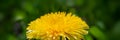 Blooming dandelion flower in the meadow. Banner for design Royalty Free Stock Photo