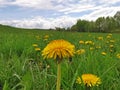 Blooming dandelion flower on a meadow Royalty Free Stock Photo