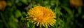 Blooming dandelion flower in the meadow. Banner for design Royalty Free Stock Photo