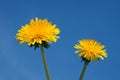 Blooming Dandelion flowers Royalty Free Stock Photo