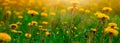 blooming dandelion flowers Royalty Free Stock Photo