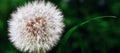 Blooming dandelion with free space for text. Banner with a white fluffy dandelion flower close-up on a green blurred background. Royalty Free Stock Photo