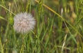 Blooming dandelion in green grass Royalty Free Stock Photo