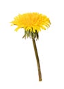 Blooming dandelion isolated on a white background. Used in medicine as a medicinal plant Royalty Free Stock Photo
