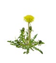 Blooming dandelion isolated on a white background Royalty Free Stock Photo