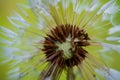 blooming dandelion