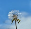 Bloomed dandelion in nature grows from green grass