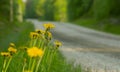 Blooming dandelion plants besides sunlit forest road in sweden