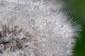 Blooming dandelion seed head close up Royalty Free Stock Photo