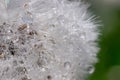 Blooming dandelion seed head close up Royalty Free Stock Photo