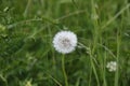 Blooming dandelion on the spring mountain meadow, Slovakia Royalty Free Stock Photo