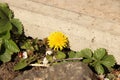 Blooming Dandelion sprouted out of stone.