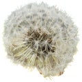 A blooming dandelion (Taraxacum) with many seeds on a black background Royalty Free Stock Photo