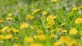 Blooming dandelion. Yellow dandelions field wind swaying. Bright booming. Slow motion.
