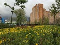 Blooming dandelions on a city lawn.