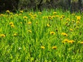 Blooming dandelions, meadow