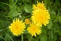 Blooming dandelions on a meadow