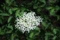 Blooming danewort dwarf elderberry or elderwort, Sambucus ebulus, close-up Royalty Free Stock Photo