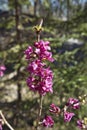 Blooming daphne mezereum Royalty Free Stock Photo