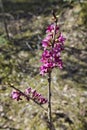 Blooming daphne mezereum Royalty Free Stock Photo